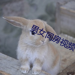 男女同房视频