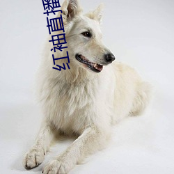红袖直(直)播间(間)入口
