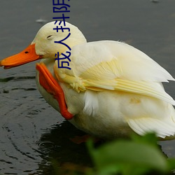 成人抖陰2022