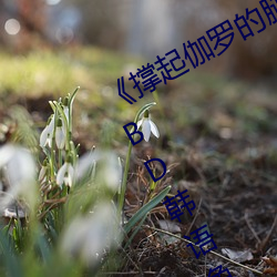 《撑起(qǐ)伽罗的腿疯狂输出的(de)视频网站》BD韩(hán)语(yǔ)免(miǎn)费在线观看