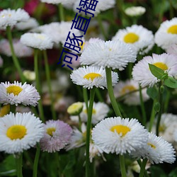 河豚直(直)播app下(下)载