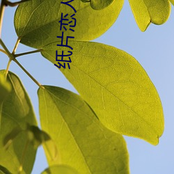 纸(zhǐ)片恋人(rén)