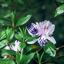 淫妻小說