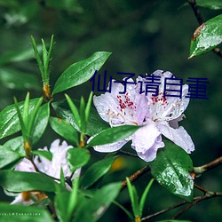 仙子请自重 （料定）