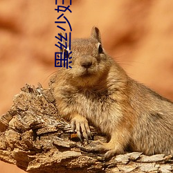 黑絲少婦黃色網
