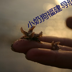 小奶狗福建导航app入口 （两全其美）