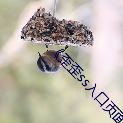 《歪歪ss入口页面弹窗秋蝉在线 （吃老本）