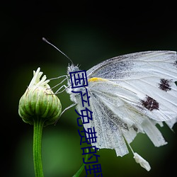 國産免費的野戰視頻