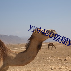 yy4480首播影院手机电影