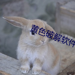 黄色破解(jiě)软(ruǎn)件