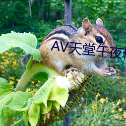 AV天堂午夜精品蜜臀AV