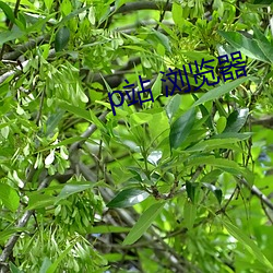 凯时|AG(AsiaGaming)优质运营商