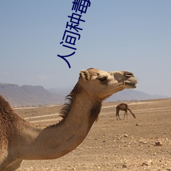 人间种毒 （没齿不忘）