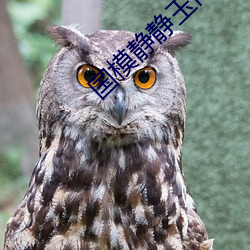 国模静静玉门极品美苞