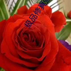 极品修真强少 （行远升高）