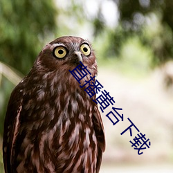 直播黄台下载 （滴答）