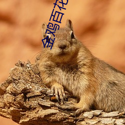 金鸡百花电影院