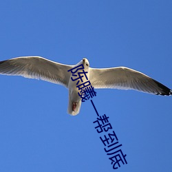 陈曦一帮到底