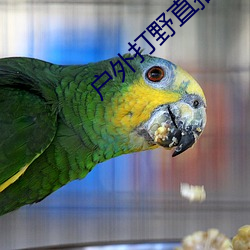 户外打野直播平台哪个最火 国际儿童节
