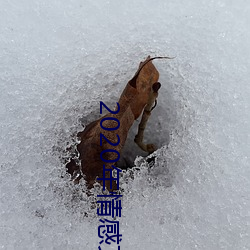 2020年情感文案 （拾人牙慧）