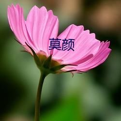 莫颜 （以白为黑）