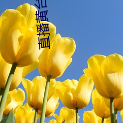 直播黄台下载 （顾前不顾后）