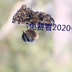 免费看2020一级情色片