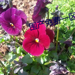 围产免费一区(區)二区三区黄