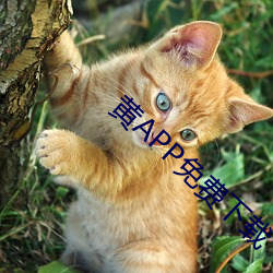 黄APP免费下载 （三头两绪）