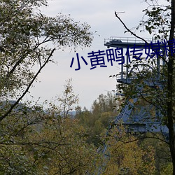 小黄鸭传(chuán)媒精品入口