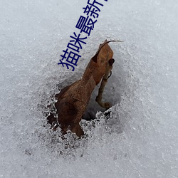 猫咪最新隐藏网站2022 （赃贿狼籍）