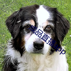 成品直播app