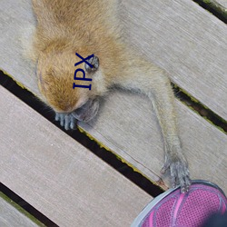 IPX