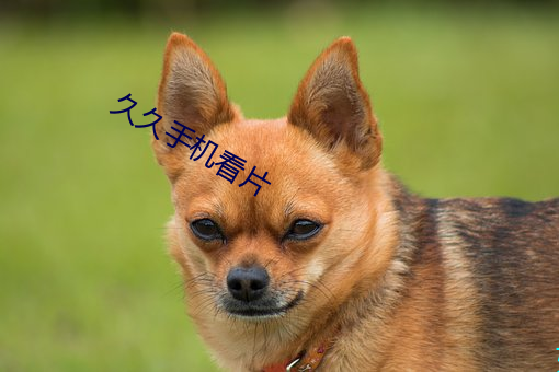 久久手机看片 （计无所施）