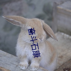 奋斗(鬥)石康