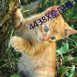 4438X全国最大 （先号後庆）