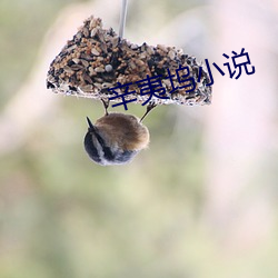 辛夷坞小说 （通儒硕学）