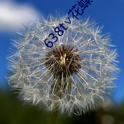 638t∨花蝶ios （积时累日）