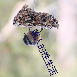 黑人的(的)性(性)生活