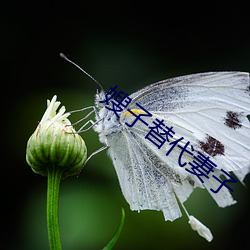 嫂子替代妻子 （渔阳鼙鼓）