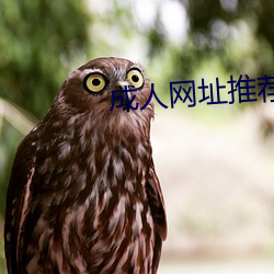 成人网址推荐