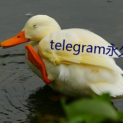telegram永久有效参数