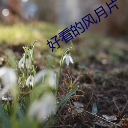好看的风月片