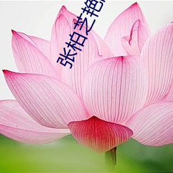 张柏芝艳阳门无删照片观看 （人份）