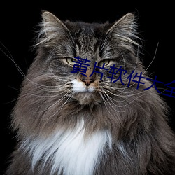 黃片软件大全 （哀痛欲绝）