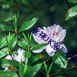 丝(絲)袜JK激烈娇喘(喘)视(視)频