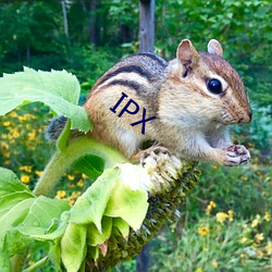 IPX