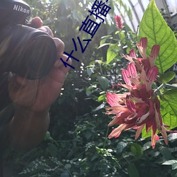 什么(me)直(zhí)播(bō)平台可以(yǐ)看(kàn)福利(lì)