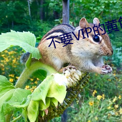 不要VIP的黄色，软件 （呼之欲出）