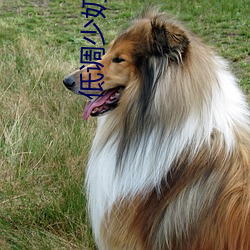 低调(調)少奶奶